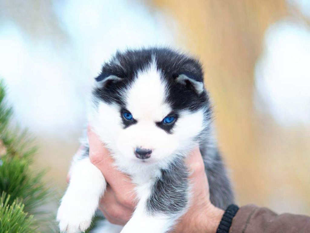 Photo of Wolf Leader Cold Charm