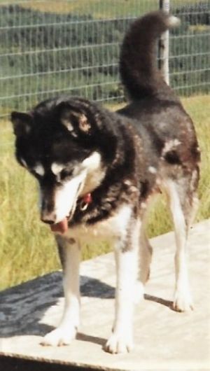Photo of Aceca’s Reet Petite