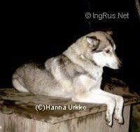 Photo of Wintry Helga
