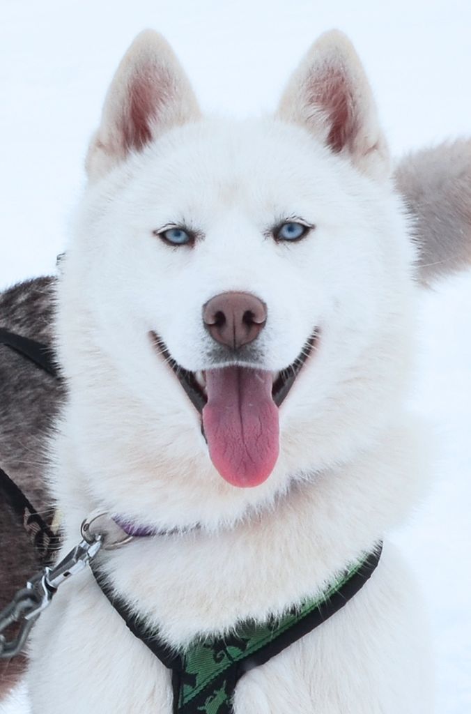 Photo of Nasledie Arctic Khomani