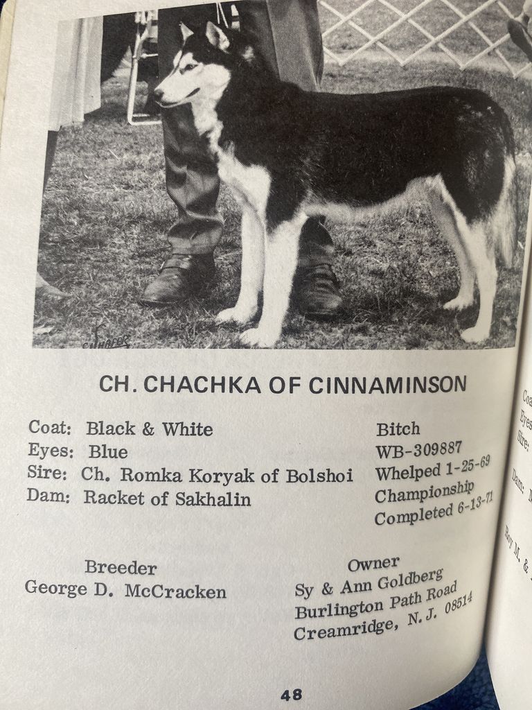 Photo of Chachka of Cinnaminson