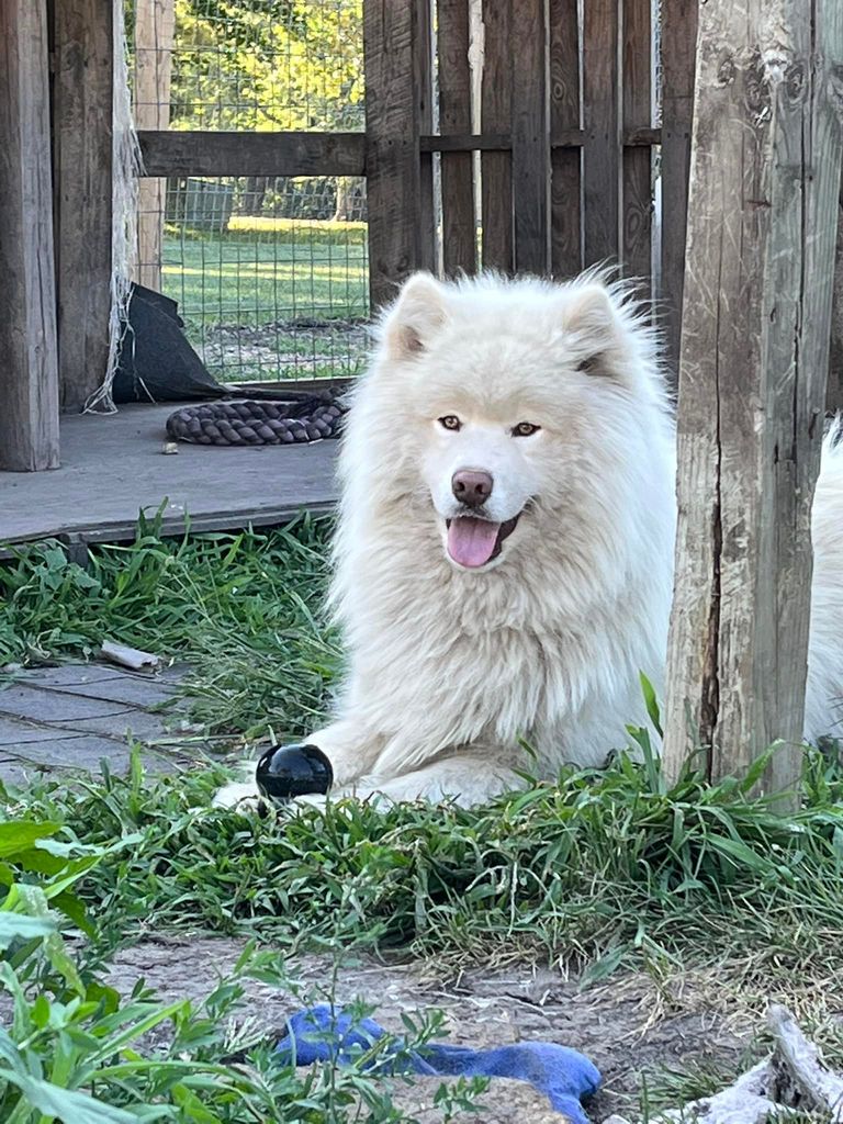 Photo of Bennett's Titan