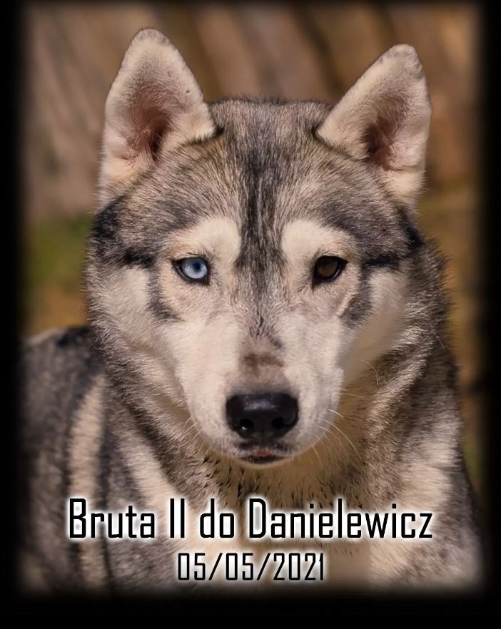 Photo of Bruta II do Danielewicz