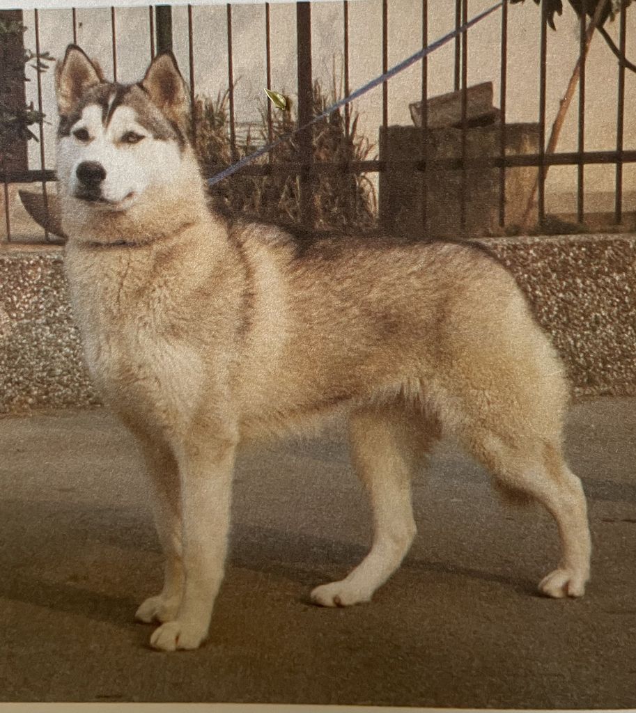 Photo of Karnovanda Tulay-Kirjaka-Tas