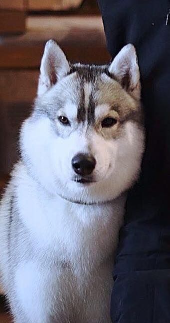 Photo of Eagle-eyed Emperor Pride Of Siberia