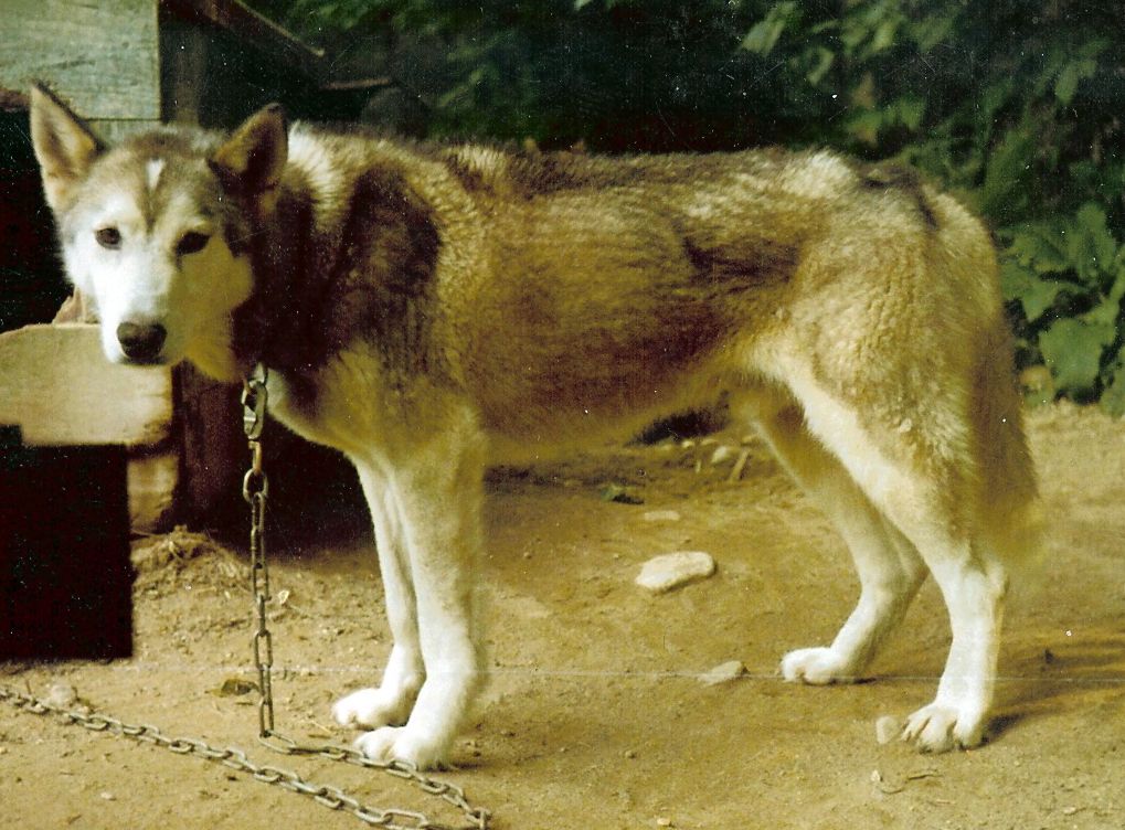 Photo of Norvik’s Nick
