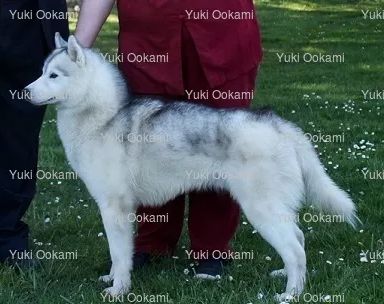 Photo of Yuki Ookami’s Phillip Of Alegría