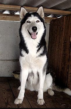 Photo of Lolita