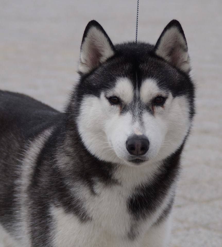 Photo of DIAMOND STAR Inuktitut