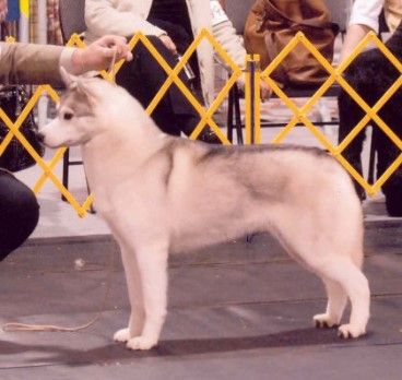 Photo of Davik’s Snowmist Ice Fox