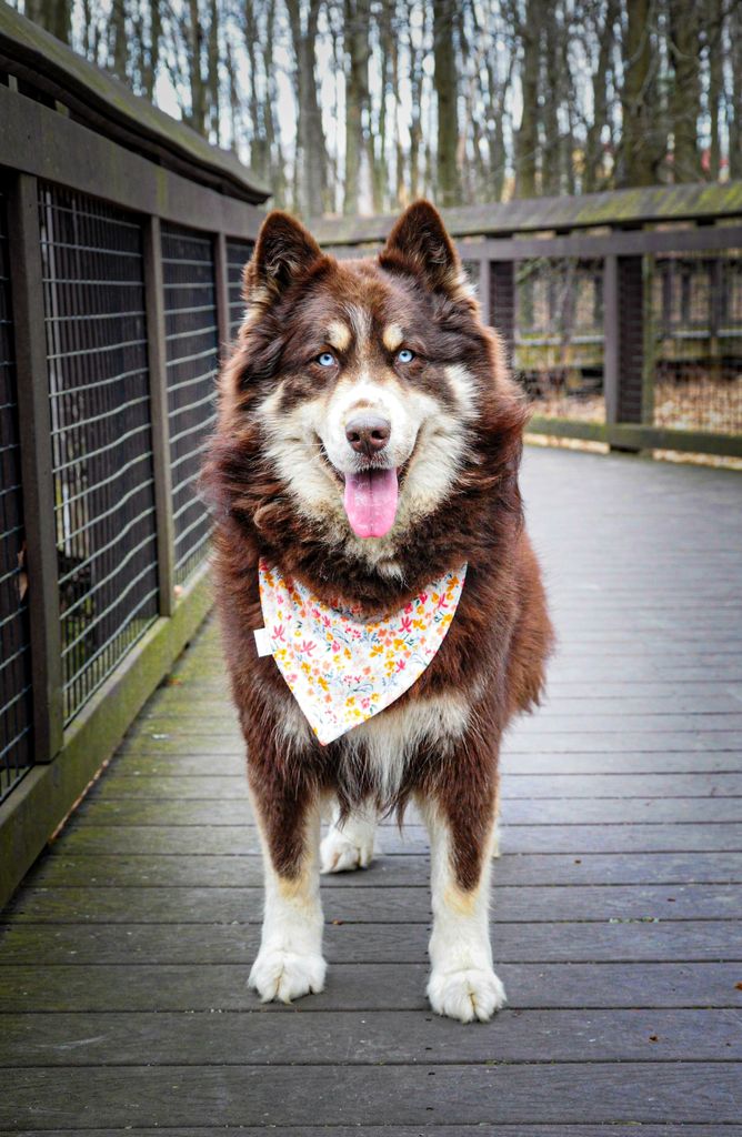 Photo of Sirius Siberians Oops I Syd It Again