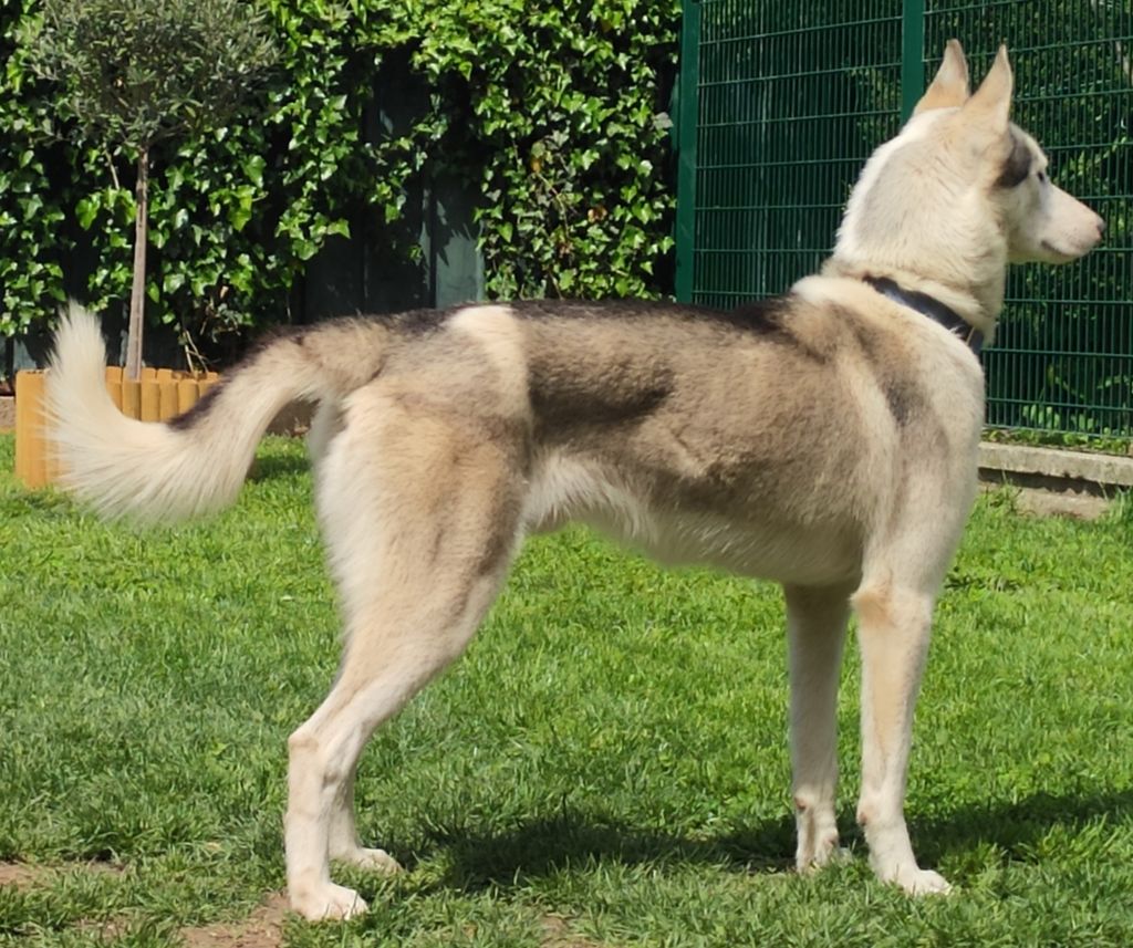 Photo of Durio's kennel B' Stitch