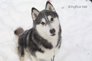 Photo of Arctic Magic Rock N Ice