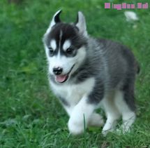 Photo of Achocha Gohusky