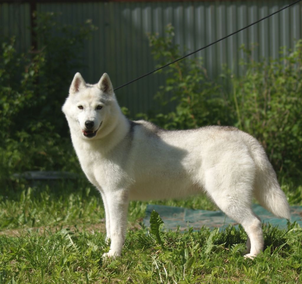 Photo of Vento Libero Ruza Abral's Tutih