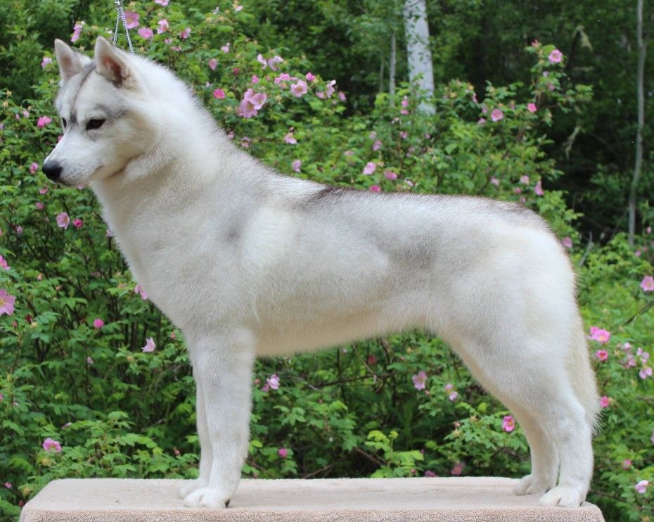 Photo of Nanook Stormcall Christmaswish