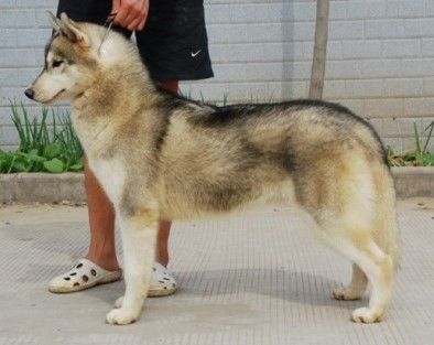 Photo of Empress Of Riches Of Cicikennel