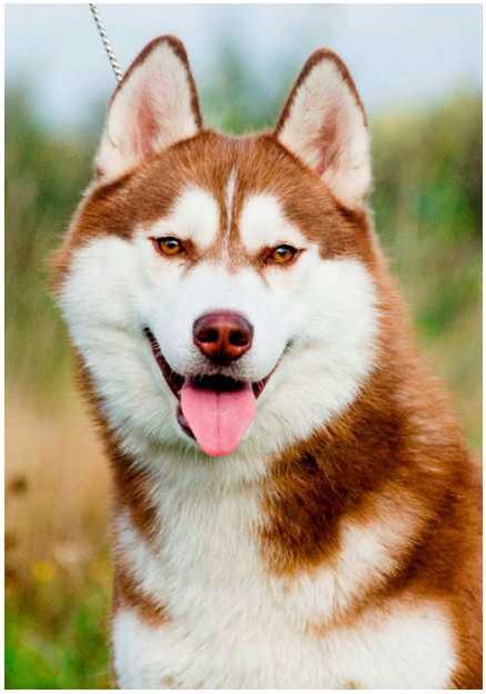 Photo of Husky Haven Hot Chocolate