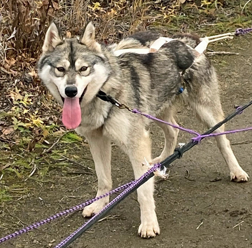 Photo of Kaylenberg's The Notorious RBG
