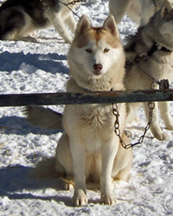 Photo of Kaylenberg's Stardust