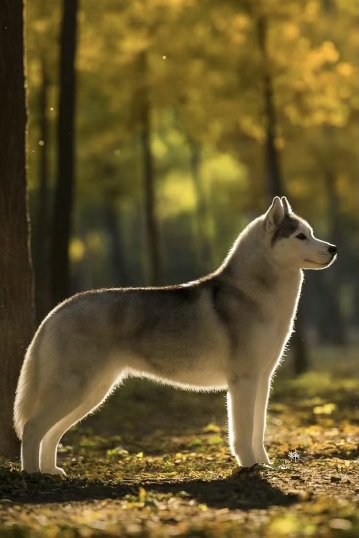 Photo of Sharin Vicky of Dynasty RC Kennel