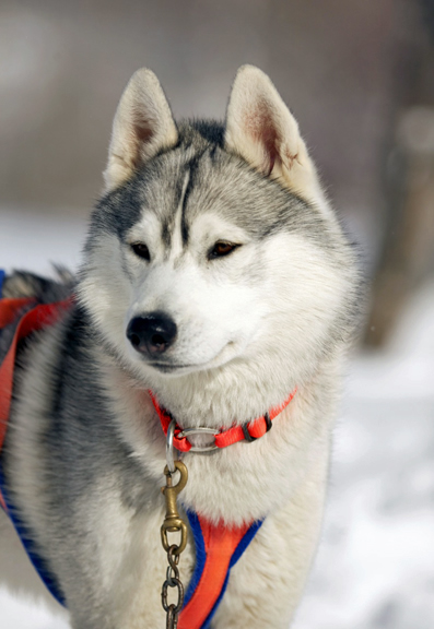 Photo of Kaylenberg's Bring On the Night